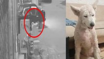 Sultangazi'de köpek hırsızlığı kamerada