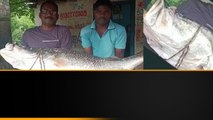 24 kg Big Fish... మత్స్యకారుల వలలో పండుగప్ప చేప.. ఇది చాలా Special గురూ... | Telugu OneIndia