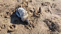 Dozens of dead birds on Fylde Coast beach