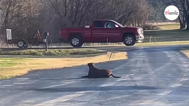 Tous les jours, ce chien attend dehors plusieurs heures pour une raison bouleversante