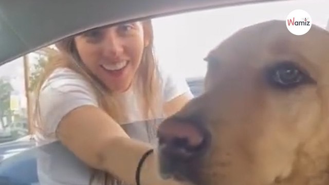 Elle ose caresser un autre chien sous les yeux du sien : il va lui faire payer immédiatement (vidéo)