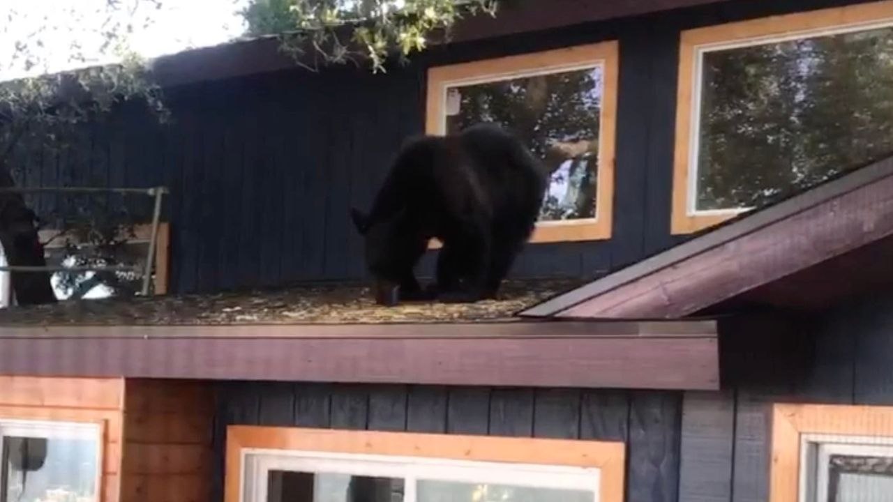 Family Wake To Find Bear On Roof | Wild-ish TV