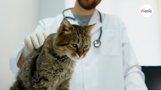 Au Royaume-Uni, une banque de sang pour les chats bientôt créée