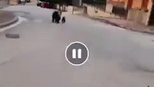 Roccaraso, mamma orsa e cucciolo inseguiti in auto (VIDEO): 500 euro di ricompensa per chi denuncia