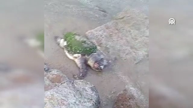 Edirne'de ölü caretta caretta karaya vurdu