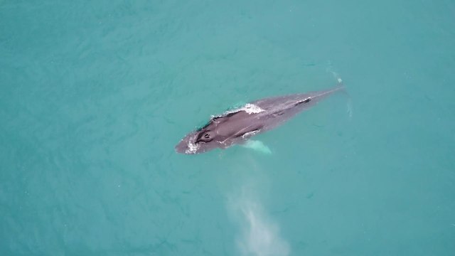 Captivating Drone Footage of Majestic Gentle Giant Whale