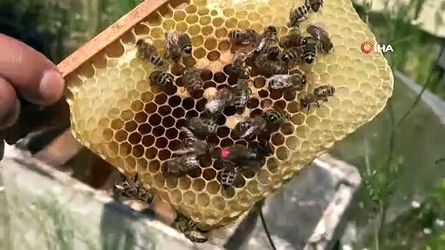 Reine des abeilles： Vendu à 200 $