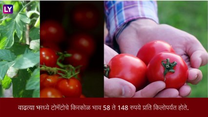 Tomato Price Hike:टोमॅटोच्या किंमतीत झपाट्याने वाढ, भाव 160 रुपये किलोवर