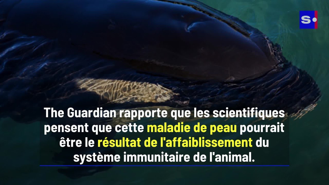 L'apparition de lésions cutanées chez les orques peut être le signe d'une infection grave