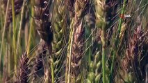 2 germes de blé indigènes développés pour les terres arides ont fait sourire les gens