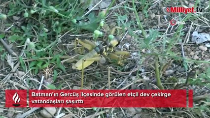 Gercüş’te etçil dev çekirge görenleri şaşırttı