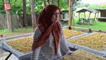 Samsun'da kooperatif kuran 10 kadın, organik üründen gelir elde ediyor
