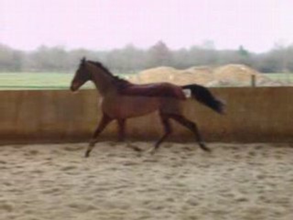 1° jour au haras foros 020