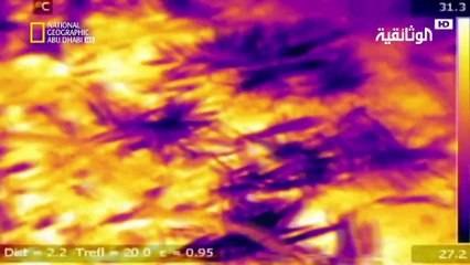 صيادو الأفاعي | جنون ضفدع القصب