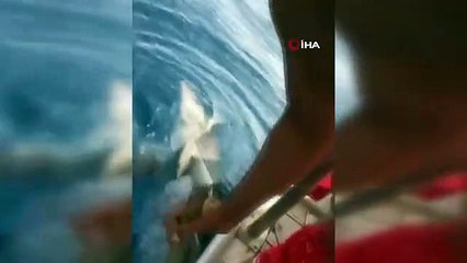 Antalya açıklarında ölü yunus bulundu