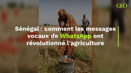 Sénégal : comment les messages vocaux de WhatsApp ont révolutionné l'agriculture