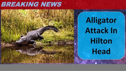 Alligator Attack In Hilton Head