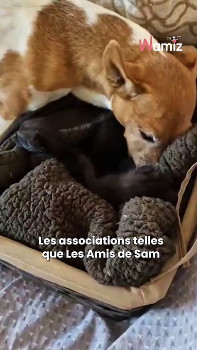 La saison des chatons abandonnés a tristement commencé