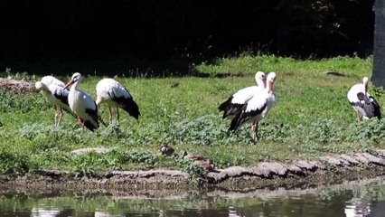 La piana di Gela continua ad essere meta delle cicogne bianche
