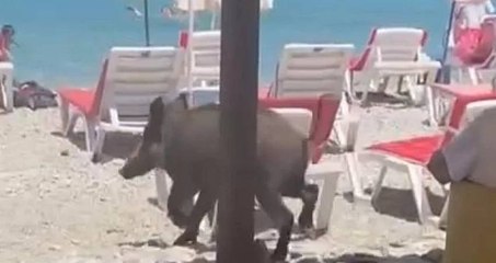 Kuşadası'nda şezlonglar arasında dolaşan yaban domuzu böyle görüntülendi