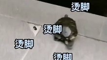 天太熱地板發燙，小烏龜跑起來。看來龜兔賽跑是在夏天，所以烏龜贏了。The floor is hot from the heat. Turtle began to run.
