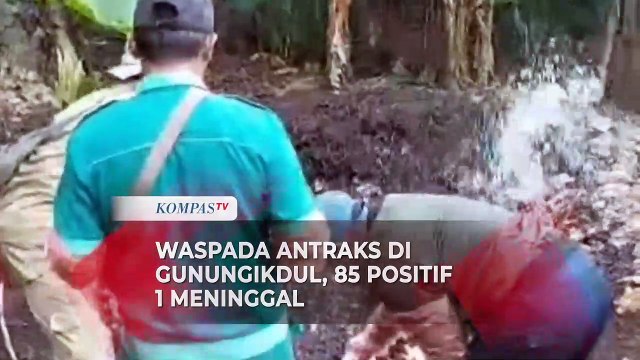 Waspada Kasus Antraks di Gunungkidul, Pemerintah Lakukan Penyemprotan Disinfektan