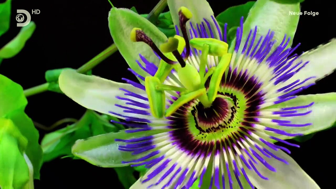 Die geheimen Akten der NASA-S06E02-Aliens vs. Stalin at Area 51