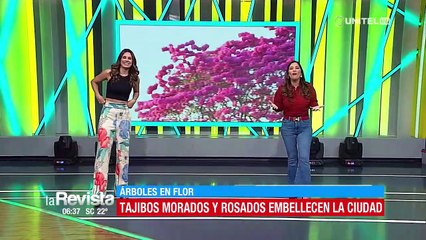 Tajibo el árbol del invierno que embellece Santa Cruz