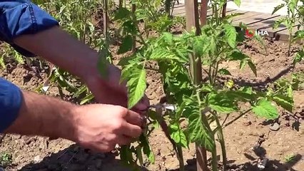 AtaTohum'da yazlık fideler toprakla buluştu