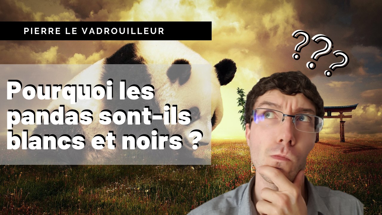 D’où viennent les TACHES NOIRES des PANDAS ? - Le Mythe du panda géant