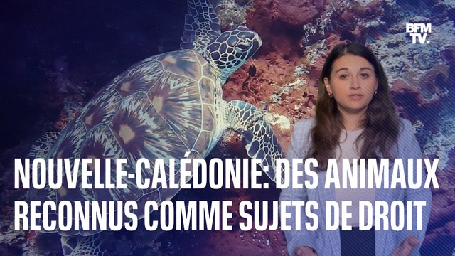 Nouvelle-Calédonie: tortues de mer et requins pourront défendre leurs droits devant un tribunal, une première en France