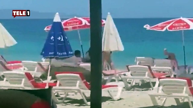 Yaban domuzu plaja indi! İnsanlara aldırış etmedi şezlongların üzerinden atladı