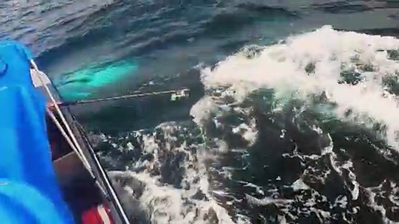 Seltene Videoaufnahmen von säugendem Buckelwal in Kolumbien