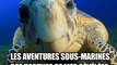 Les aventures sous-marines des tortues de mer révélées grâce aux 