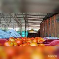 थोक सब्जी मंडी में सीसीटीवी की सुरक्षा में बैंगलूरू का टामाटर