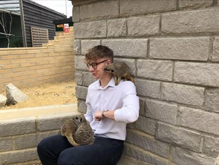 SuffolkNews reporter Cameron Reid visits 'Meerkat Castle' at Stonham Barns