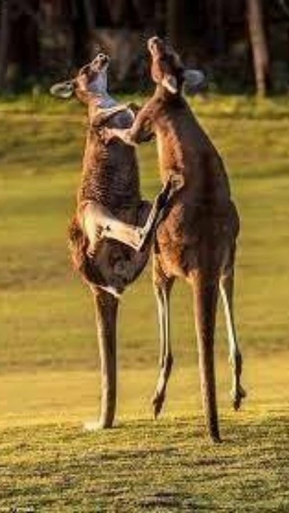 Kangaroos