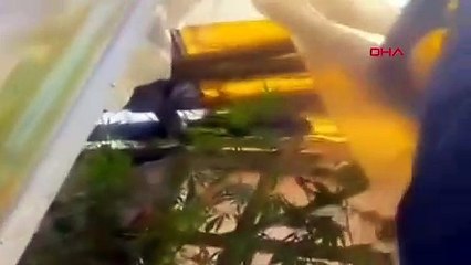 MANİSA'DA ORMANDA KENEVİR YETİŞTİREN 3 ŞÜPHELİYE GÖZALTI