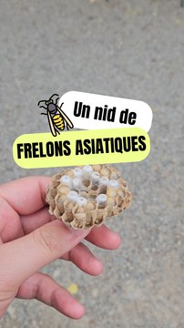 Un nid de frelons asiatiques