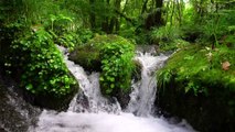 1 Hour of Gentle Sounds of Bubbling Brook in Green Forest: Nature Sounds for Meditation, Relaxation, Sleeping, Study, Focus