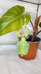 Giant Leaf Insect Sheds Exoskeleton