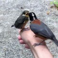 Mama Bird Feeds Her Chick While Perched on Hand