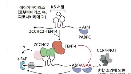 mRNA 백신·치료제 효과 높일 RNA 서열 발견 / YTN