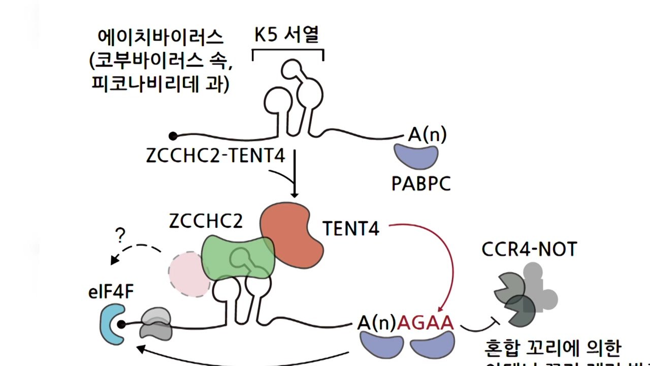 mRNA 백신·치료제 효과 높일 RNA 서열 발견 / YTN