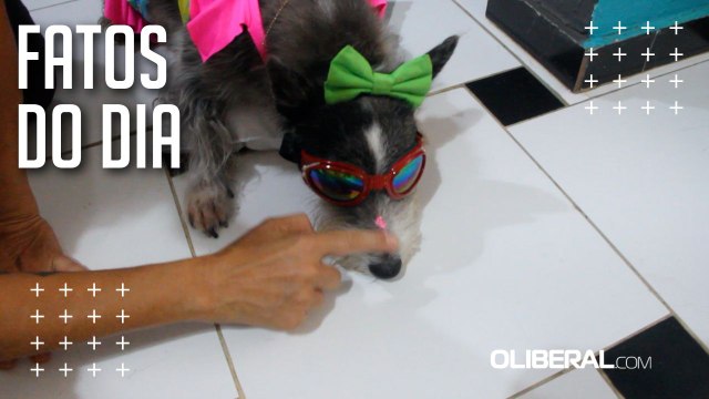Pet chef confeiteira revela cuidados que tem para viajar com os pets