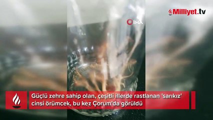 Sungurlu’da 'sarıkız' örümceği paniği