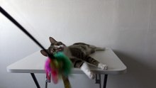 Funny Cat Plays on the Table (5)