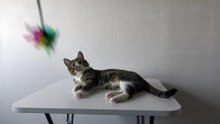 Funny Cat Plays on the Table (3)