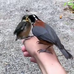 Mama Bird Feeds Her Chick While Perched on Hand