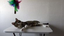 Funny Cat Plays on the Table (4)